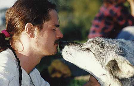 Altair, alpha wolf in the former pack in Wolf Park