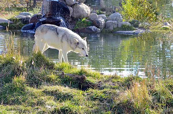 A white wolf stands next to a pond in Yellowstone National Park, USA.