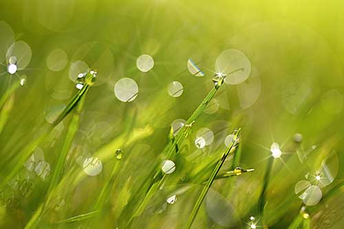 Morning dew glistens on green grass. Morning dew glistens on green grass.