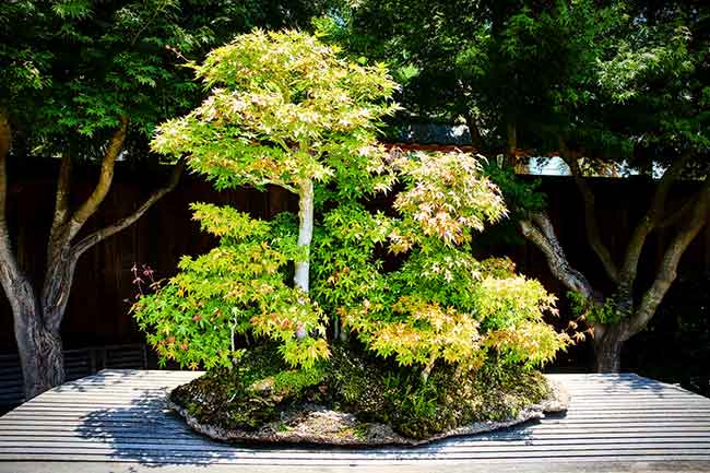 A lush bonsai forest arrangement with several small trees with green and yellow leaves stands on an outdoor wooden platform surrounded by larger trees.