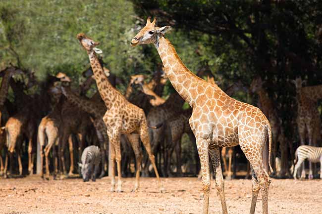 A group of giraffes stands together in a sunny, tree-lined area, with some zebras grazing in the background.