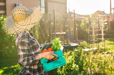 A person wearing a wide-brimmed straw hat and flannel shirt holds a blue basket of vegetables in a garden where the sun is shining.
