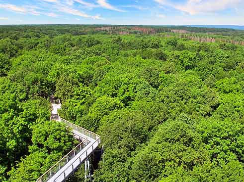 Aerial view of a dense green forest with a walkway above the treetops leading to an observation deck.