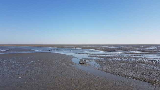 A wide, muddy mudflats with scattered pools of water and an old wooden barrier that stretches horizontally across the middle under a clear blue sky.