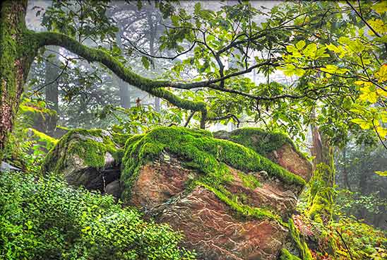 A forest scene with large moss-covered rocks under a canopy of trees with green leaves.