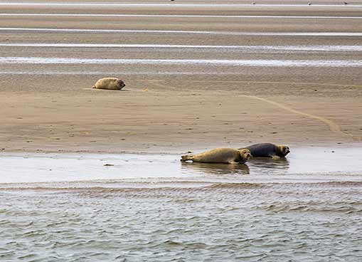 Three seals are resting on a sandy beach next to the water, one seal further up the shore and the other two near the water's edge.