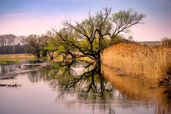 Trees with green leaves are reflected in a calm river, surrounded by dry, tall reed grass, under a pastel-colored sky.