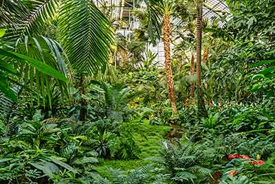 Lush green indoor rainforest with various species of tropical plants and ferns, enclosed in a glass structure.