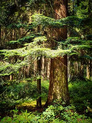 A large tree with thick branches and lush green foliage stands in a dense forest, surrounded by greenery and undergrowth.