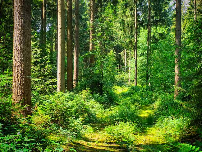 A sunlit forest with tall trees and dense greenery, including ferns and bushes, surrounding a narrow, grassy path.
