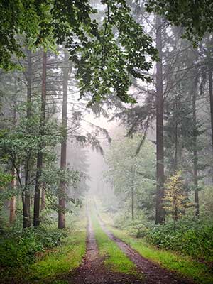 A misty forest trail surrounded by tall trees and dense foliage in a forest.