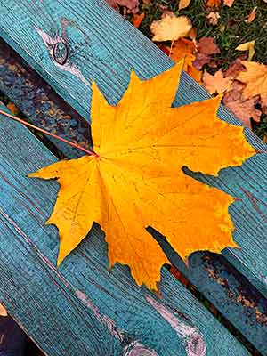 Forest photography as a hobby A large yellow maple leaf on a weathered blue wooden bench, surrounded by scattered autumn leaves.