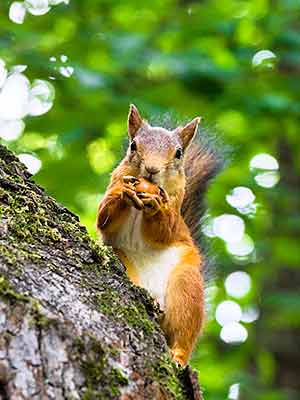 test A squirrel holding a nut stands on a tree trunk against a blurred green foliage background.