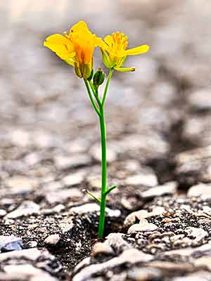 forestbathing-alienexercise A small yellow flower grows resistant through a crack in the pavement.