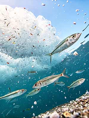 Several fish swim underwater near the sandy seabed, a large plastic bag can be seen in the background, and plastic floats in the water in the foreground.