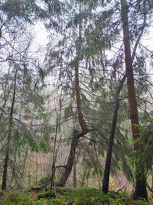 Foggy forest scene with tall, slender trees and dense undergrowth in a foggy atmosphere.